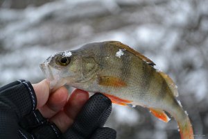 DSC_0715.JPG