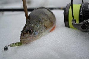 DSC_0749.JPG