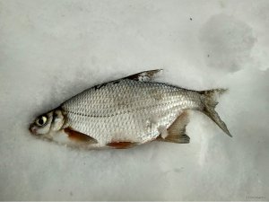 IMG_20190114_071703.jpg