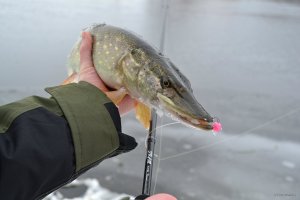 DSC_0928.JPG