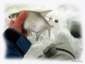 IMG_2387.JPG
