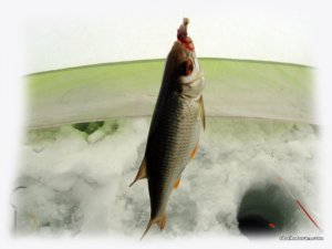 IMG_2390.JPG
