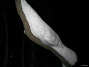 IMG_1004.JPG
