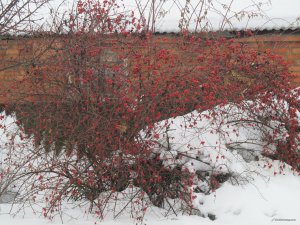 IMG_1089.JPG