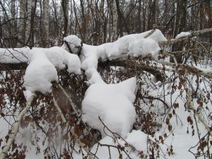 IMG_1173.JPG
