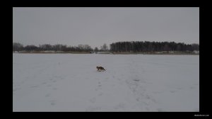 Ерш, Лиса и похороны Леща - зимняя рыбалка 2019.00_08_57_12.неподвижное изображение009.jpg
