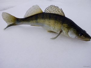 IMG_20190203_065846.jpg