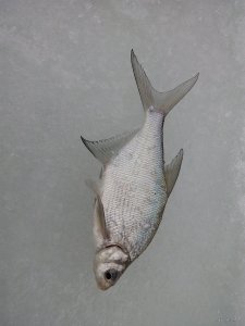 IMG_20190203_080301.jpg