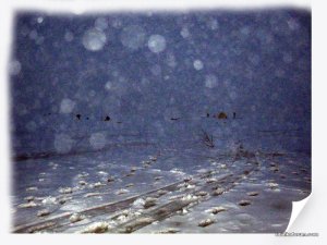 IMG_2450_.jpg