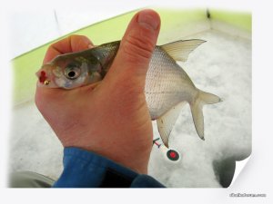 IMG_2474_.jpg