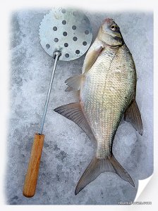 IMG_2481_.jpg