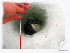IMG_2488_.jpg
