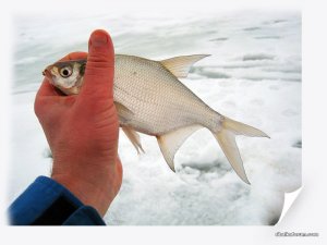 IMG_2491_.jpg