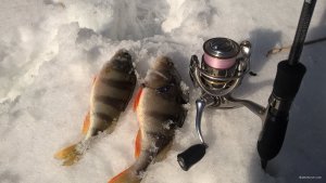 WP_20190207_10_51_34_Pro.jpg