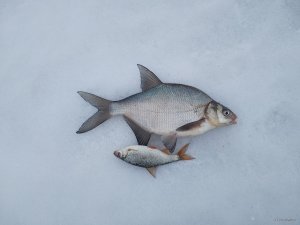 IMG_20190208_124620.jpg