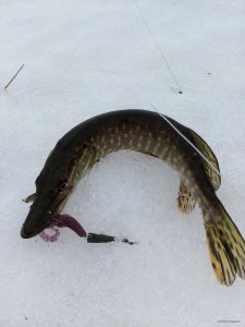 IMG_20190216_114337.jpg