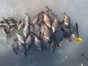 IMG_20190217_115331.jpg