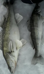 IMG_20190219_070318.jpg