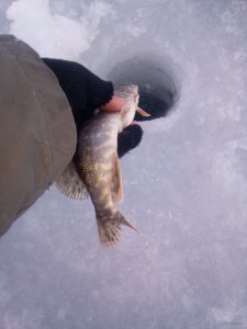 IMG_20190224_063327.jpg