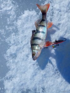 IMG_20190224_103641.jpg
