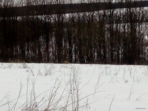IMG_20190224_150615.jpg