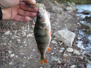 IMG_7775.JPG