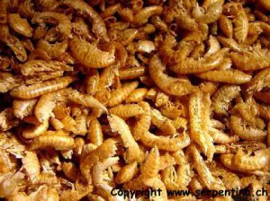 gammarus.JPG