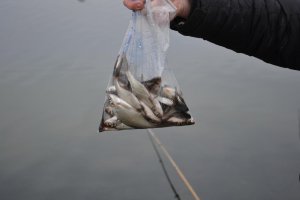DSC_0059.jpg