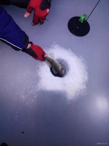 IMG_20190301_060954.jpg