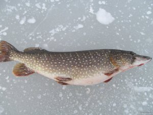 IMG_1808.JPG