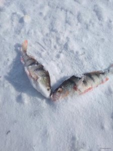 IMG_20190304_073107.jpg