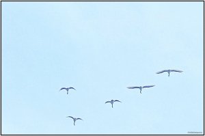 IMG_0021A.JPG