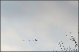 IMG_0006a.JPG