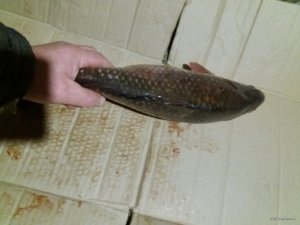 0-02-05-c3f664931bcb95f635cdae0c7af345ff7db554a85829abe2ee3db5a02bd0ccc7_da125fca.jpg