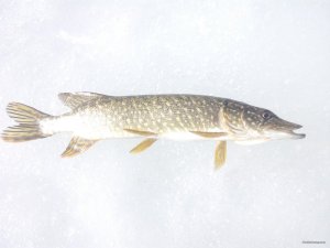 IMG_20190307_114027.jpg