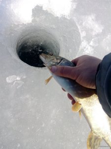 IMG_20190307_144557.jpg
