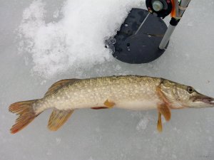 IMG_20190309_110345.jpg