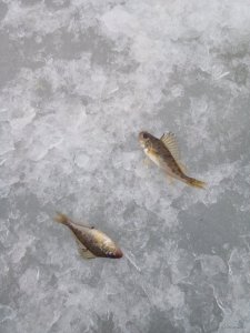 IMG_20190309_064951.jpg