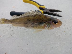 IMG_20190309_082006.jpg