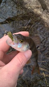 WP_20190310_11_05_00_Pro.jpg