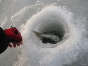 IMG_0415.JPG