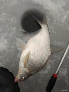 IMG_20190309_080618.jpg