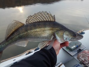 IMG_20190325_165013.jpg
