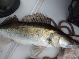 IMG_20190325_164929.jpg