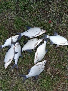 IMG_20190331_152652[1].jpg