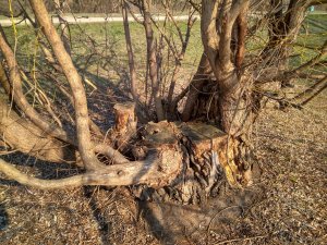IMG_20190407_085209_HDR.jpg