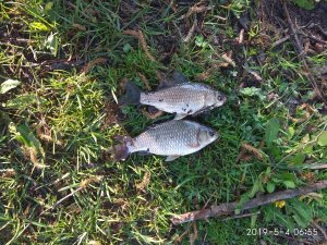 IMG_20190504_065504.jpg