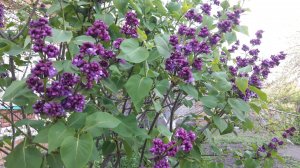 20190504_174738.jpg