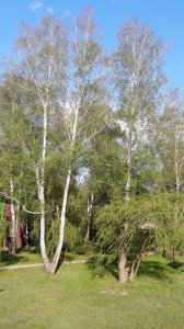 20190505_175615.jpg