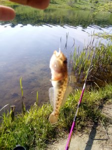 IMG_20190505_074139.jpg